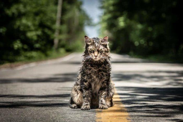 кот на дороге
